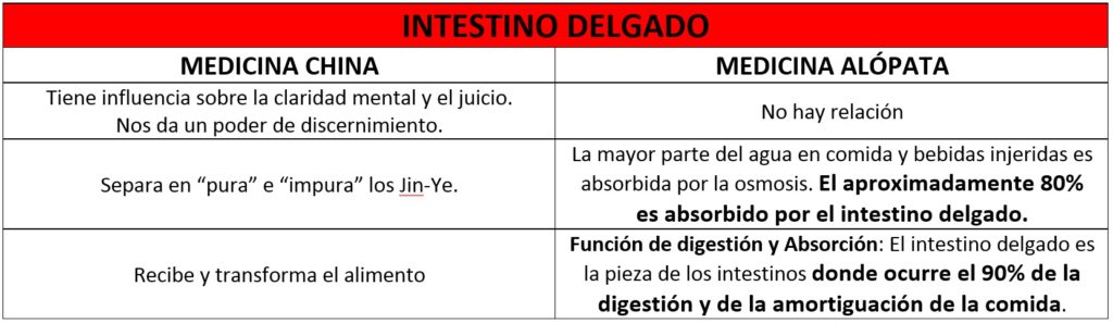 Relación de funciones del Intestino Delgado en Medicina China y alópata