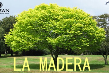 El Mundo Madera en MTC